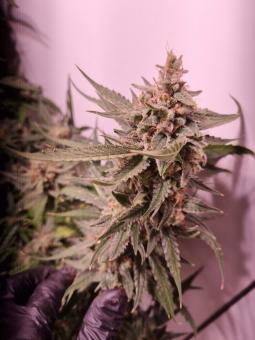 Jack 47 Auto - картинка 6