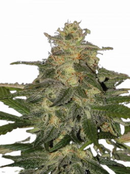 Auto Mazar genetics - картинка 1
