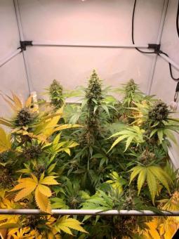 Nebula - картинка 3