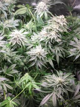 Blueberry Haze genetics fem - картинка 2