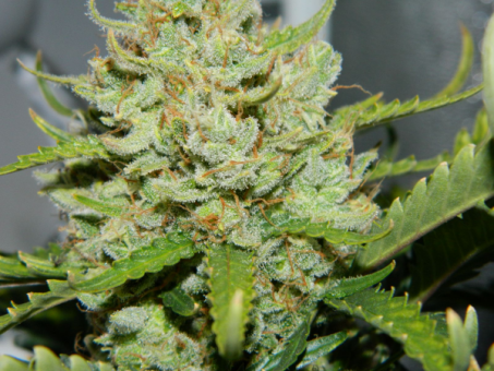 Green Crack Auto - картинка 3