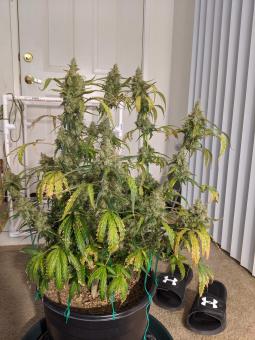 Black Jack Auto - картинка 5