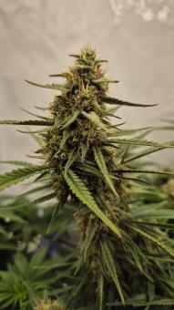 Papaya Zoap Auto - картинка 1