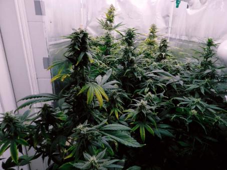 Jack 47 XL Auto - картинка 9