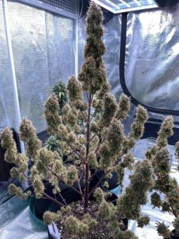 Auto Anesthesia - картинка 7