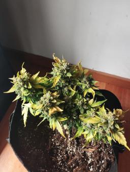 Total Cheese (aka Super Cheese) - картинка 4