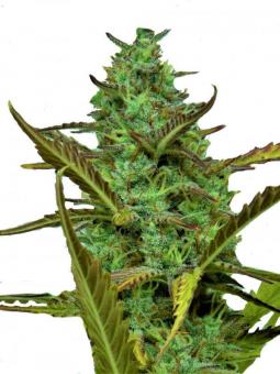 Fat Pete’s Cookies Auto - картинка 9