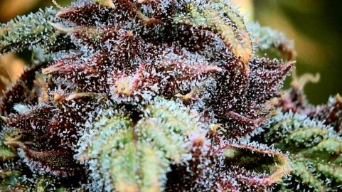 Mix Pack Auto - картинка 4