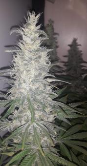 Nefertiti - картинка 3