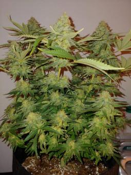 BCN Sour Diesel - картинка 6