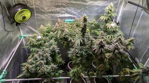 Sagrada Amnesia - картинка 1