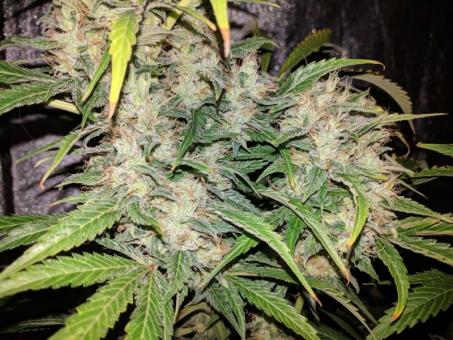 G14 Auto - картинка 8