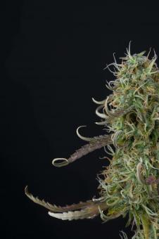 Gelato 41 - картинка 2