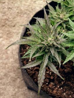 THC-Victory - картинка 3