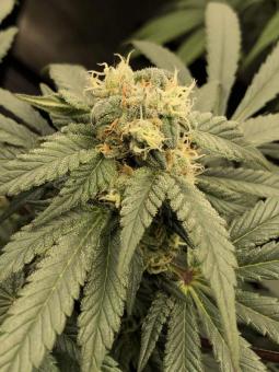 Karel's Dank - картинка 3