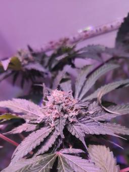 Hindu Kush Auto - картинка 2