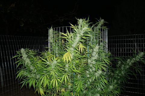 Himalaya Gold - картинка 5