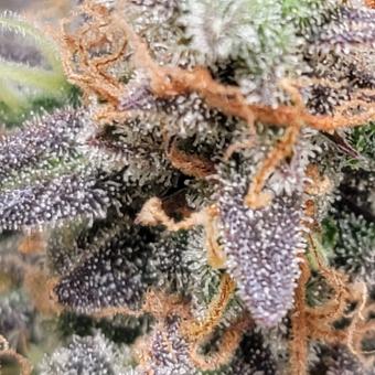 Auto Anesthesia - картинка 3