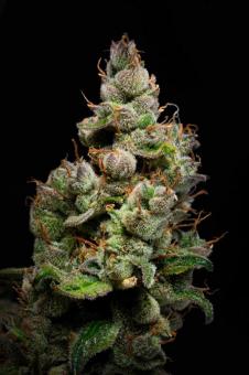 Purple Lemonade Auto - картинка 7