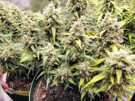 Jack Herer - картинка 3