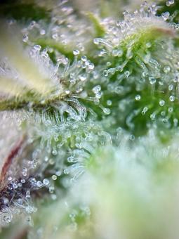 Auto Cookies USA - картинка 3