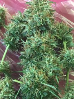 Short Rider Auto - картинка 5