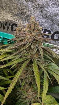 Sagrada Amnesia - картинка 7