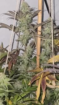 Purple Mints - картинка 4