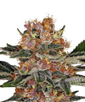 Purple Punch Auto - картинка 1