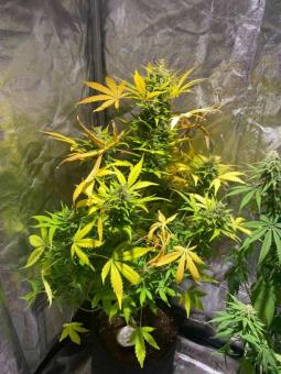 Black AK genetics - картинка 5