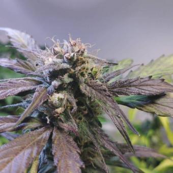 Eleven Roses Auto - картинка 3