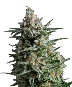 Auto Anesthesia - картинка 1