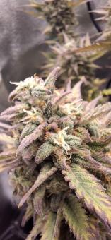 Cream Mandarine XL Auto - картинка 5