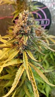 Auto Anubis - картинка 5