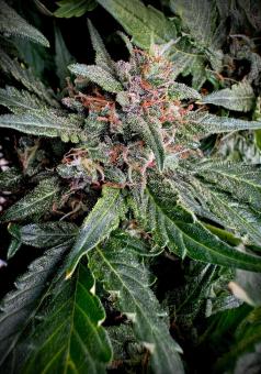 CBD Auto 1:1 (CBD Crack) - картинка 2