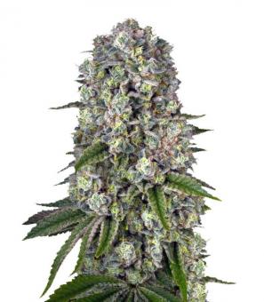 Tropicanna Banana - картинка 13