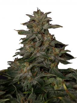 Lowryder autoreg (IBL) - картинка 1