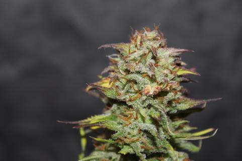 Sugar Black Rose Auto - картинка 5