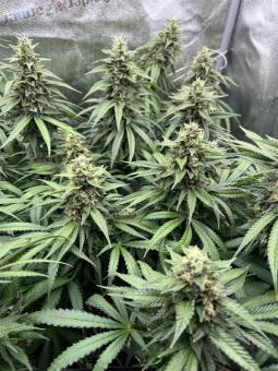 Ice Cream Haze - картинка 4