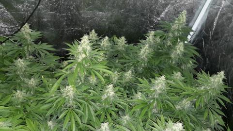 Mazar - картинка 3