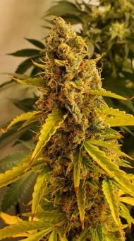 Green Poison XL Auto® - картинка 1