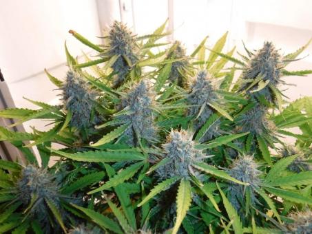 La Bella Afrodita Auto - картинка 5