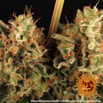 Strawberry Lemonade - картинка 5