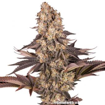 Gelato #45 - картинка 11