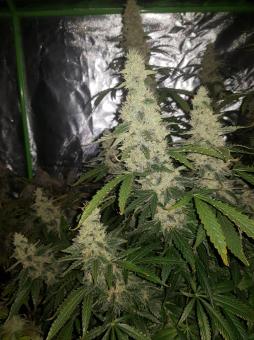 Auto Candy Bubatz XL - картинка 1