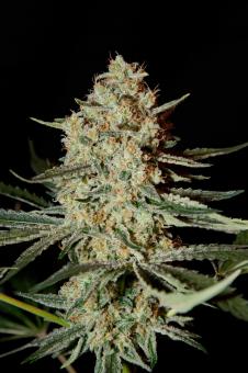 Himalaya Gold - картинка 2