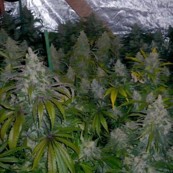 Critical Plus Fast - картинка 6