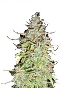 Girl Scout Cookies Auto - картинка 1