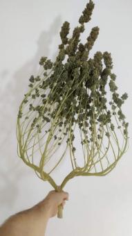 Dark Phoenix - картинка 4