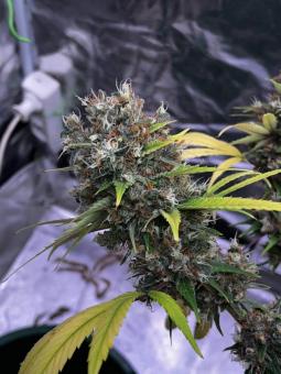 Cali Crasher - картинка 7